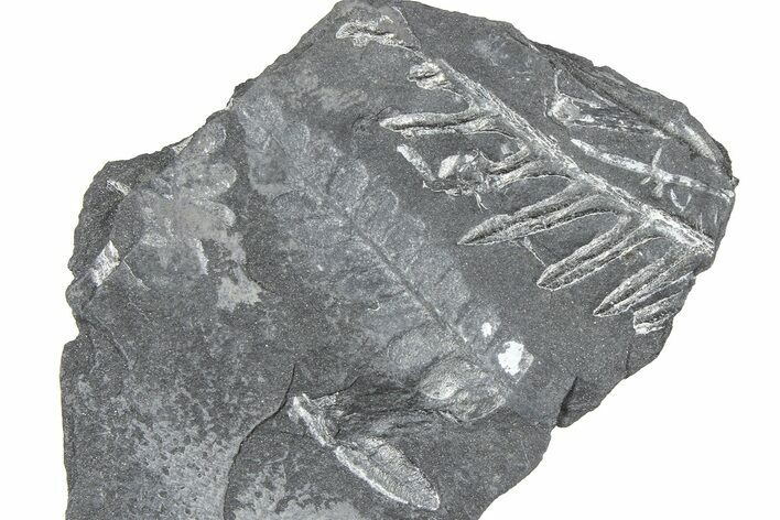 Fossil Seed Fern (Alethopteris & Pecopteris) Plate - Pennsylvania #360496